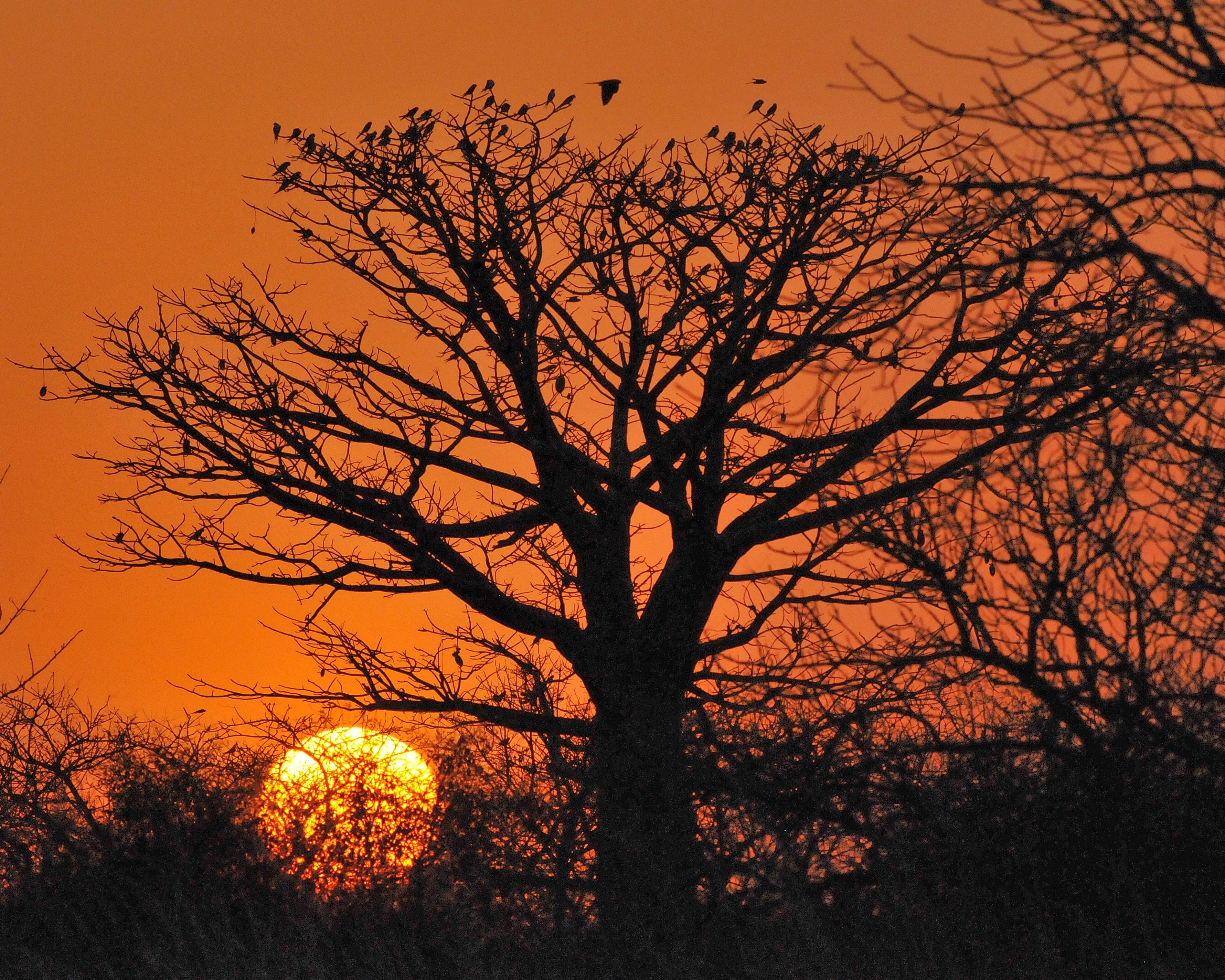 Elanions Naucler (Scissor-tailed kites, Chelictinia riocourii) s'apprétant à passer la nuit sur un grand baobab à l'orée de la forêt de Kousmar, Ndiaffate, Sénégal.